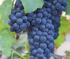 Variedade de uva – Malbec