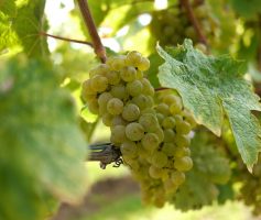 Vinhos da variedade Riesling – degustação