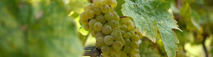 Vinhos da variedade Riesling – degustação