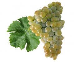 Variedade de uva – Sauvignon Blanc