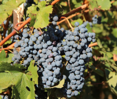 Os encantos da uva Merlot