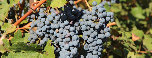 Os encantos da uva Merlot