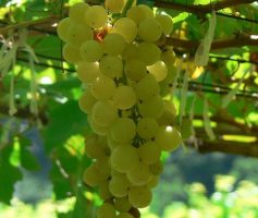 Chenin Blanc – uma variedade de uva subestimada
