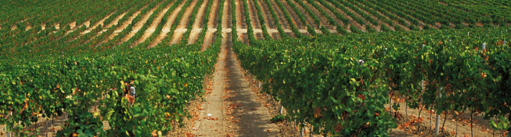 Vinhos da Sicilia – Itália