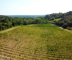 Vinhos Côtes-du-Rhône – França