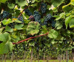 Variedade de Uva Pinot Noir