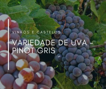 Pinot Gris – uma variedade de uva muito versátil