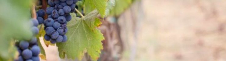 Vinho varietal ou monovarietal
