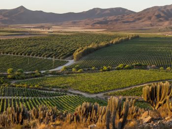Chile e suas regiões vitivinícolas