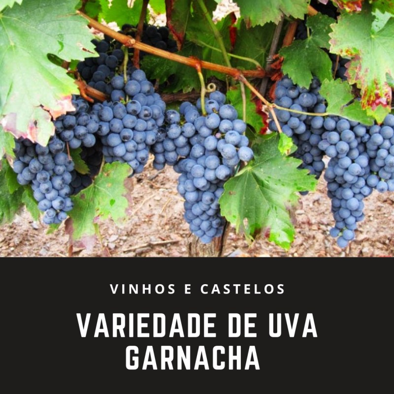 Variedade de uva: Garnacha
