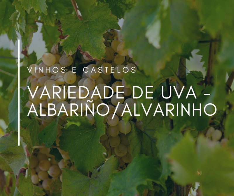 Variedade de uva: Albariño (Alvarinho)
