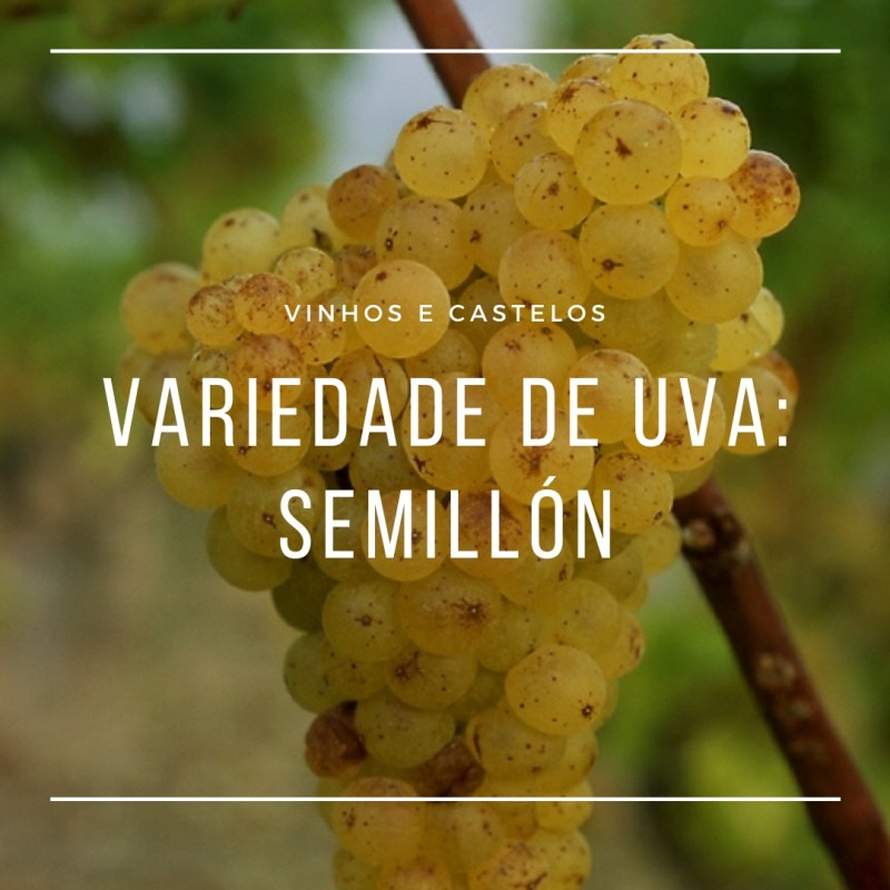 Variedade de uva Semillón