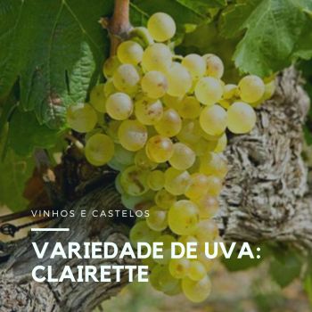 Variedade de uva: Clairette